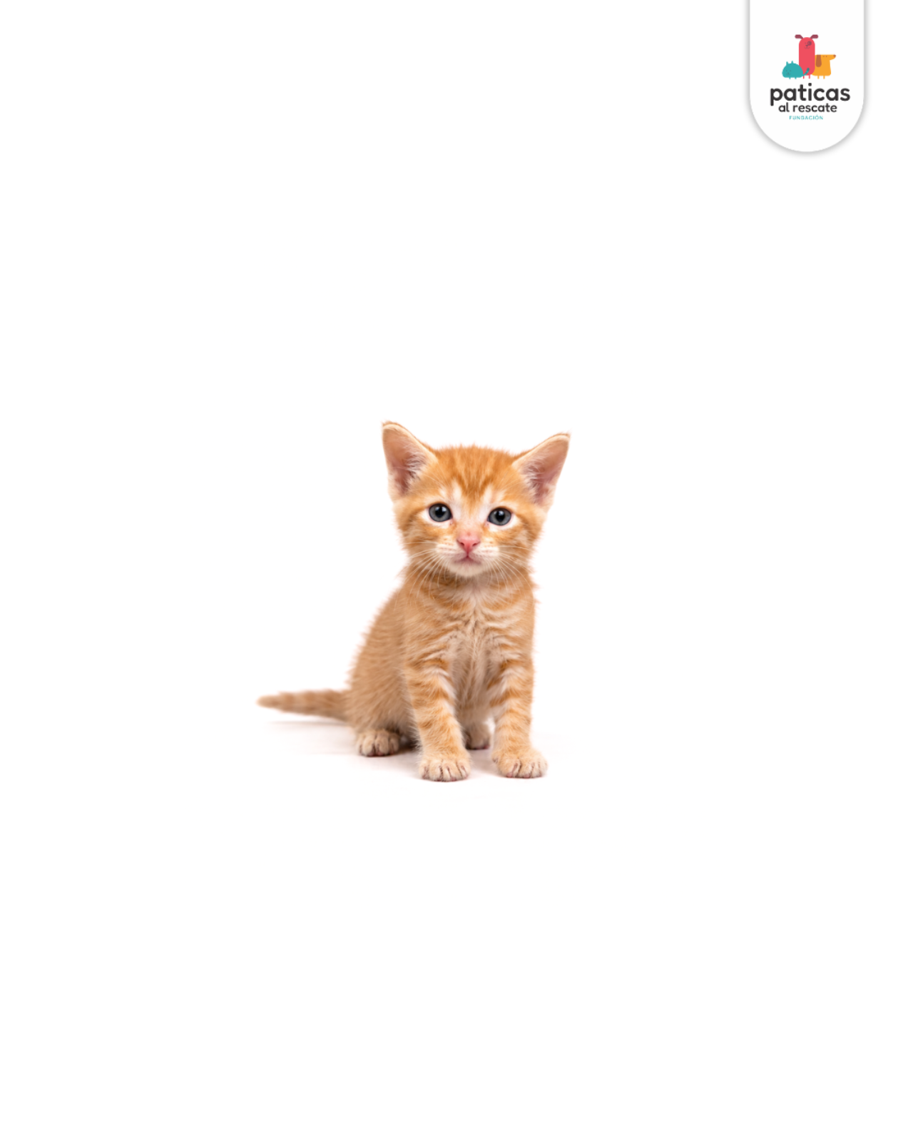ADOPTA A PIGGY_6