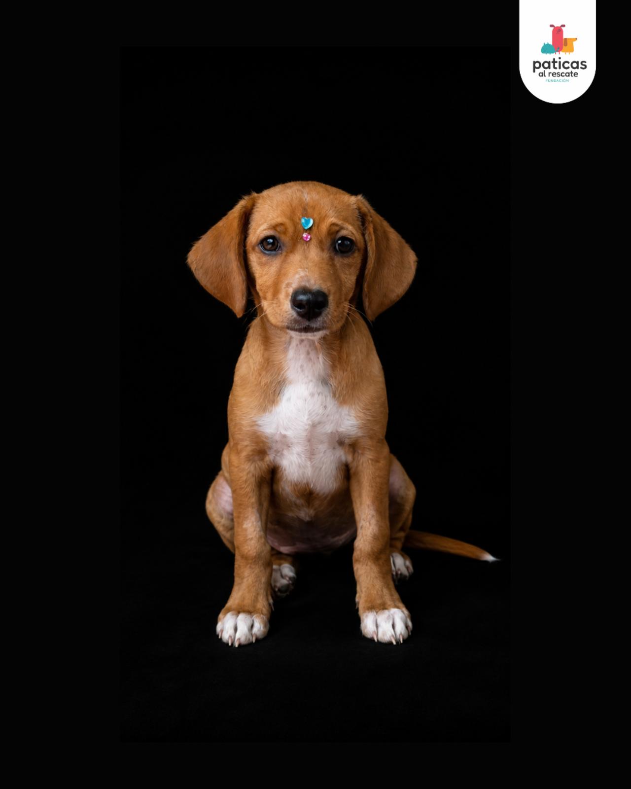 ADOPTA A AREPITA_7