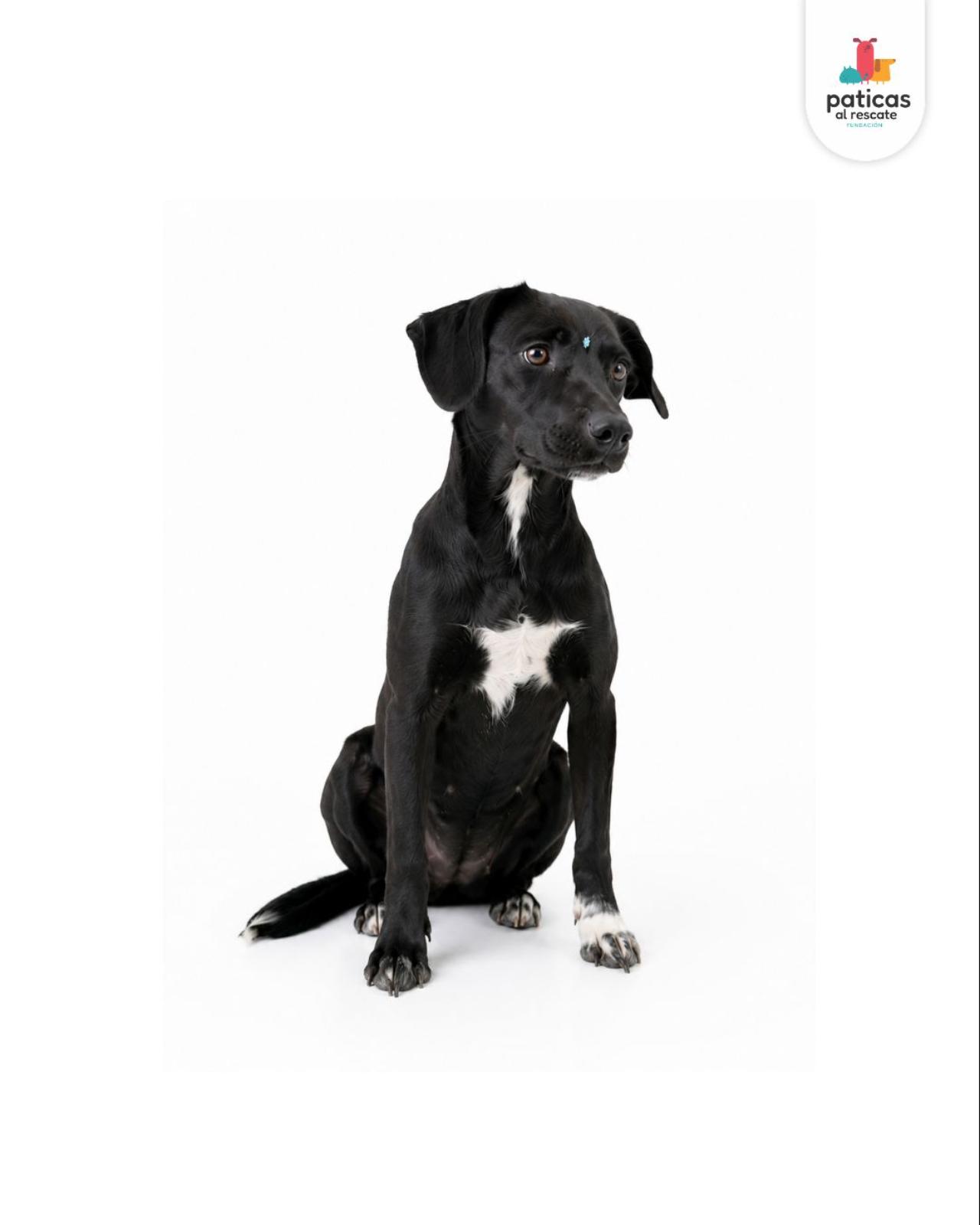 ADOPTA A AMATRICIANA_4