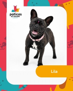 ADOPTA A LILA_1