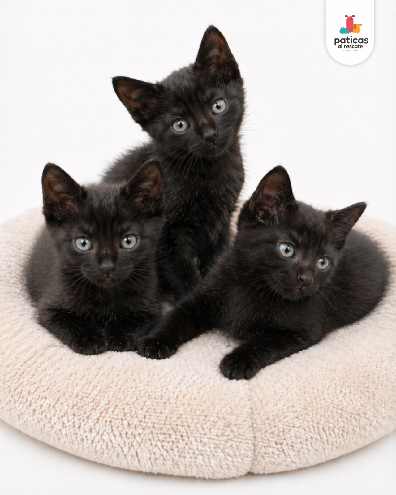 ADOPTA A LOS BOMBONCITOS_4