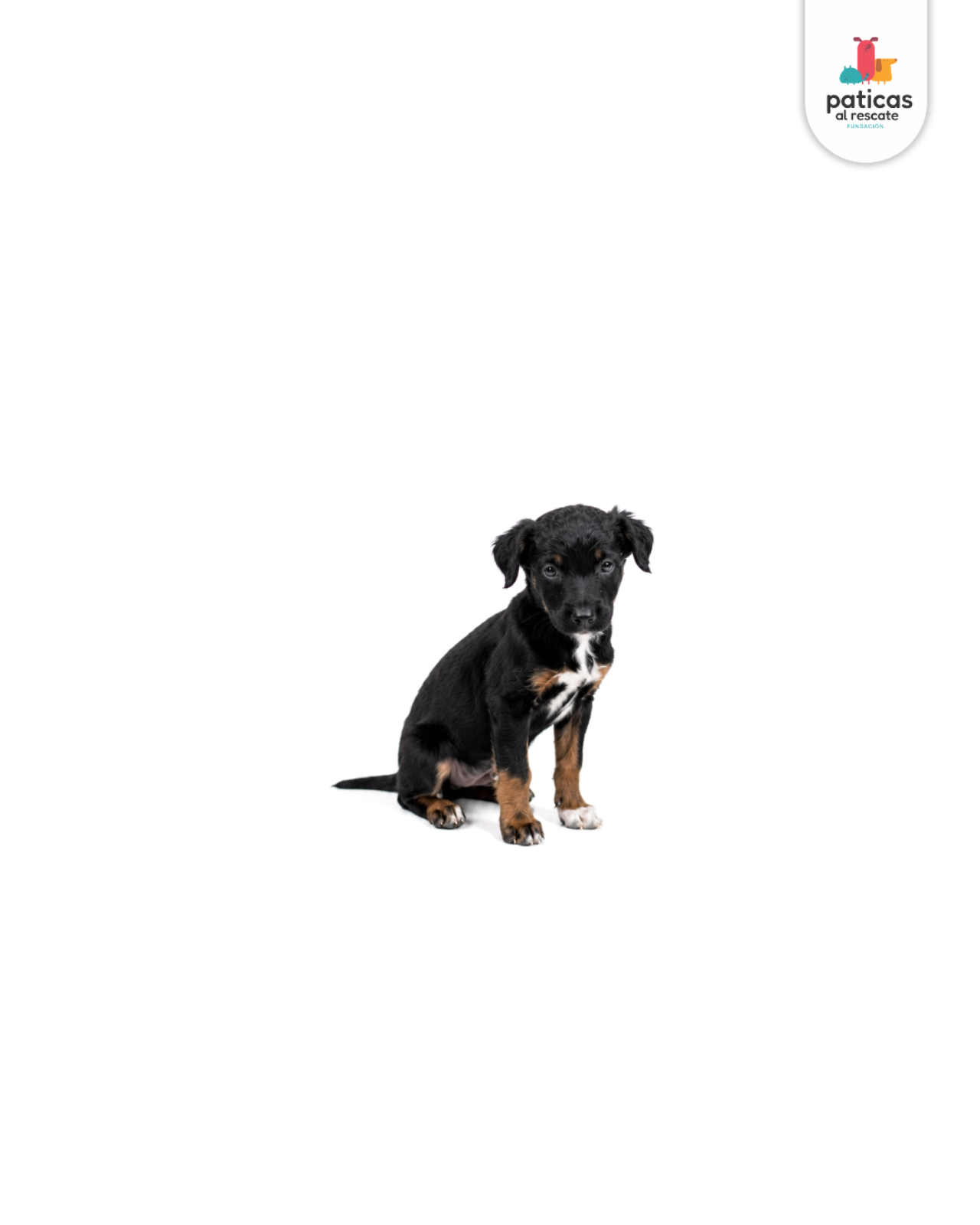 ADOPTA A BAMBÚ_3
