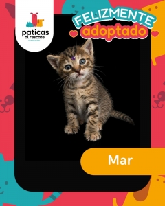 ADOPTA A MAR_7