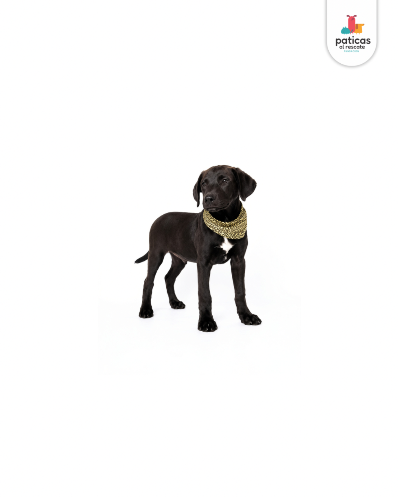 ADOPTA A PIMENTÓN_3