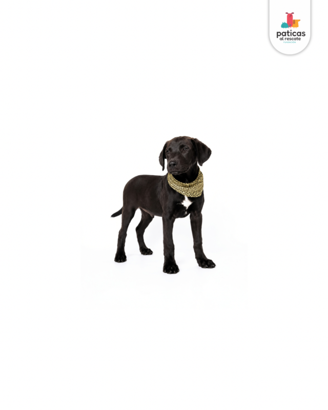 ADOPTA A PIMENTÓN_3