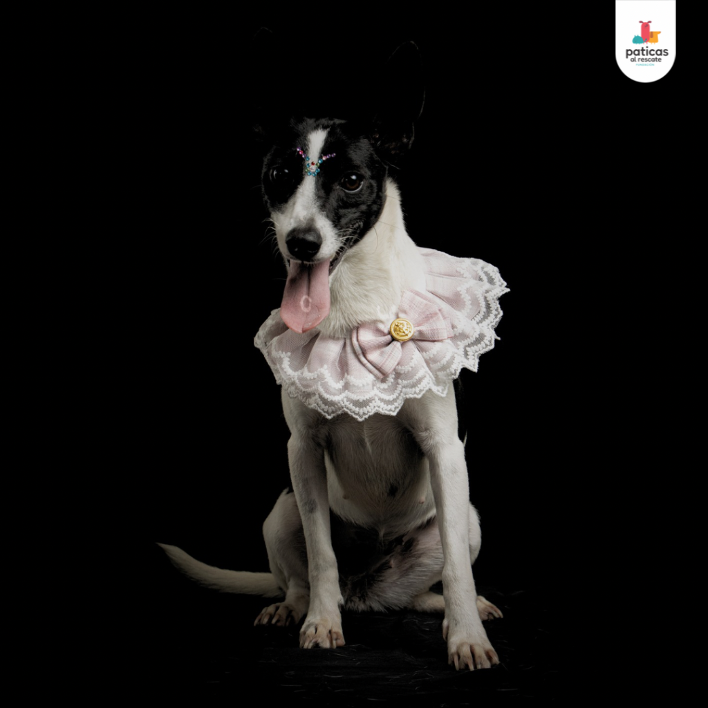 Adopta a Suki_6
