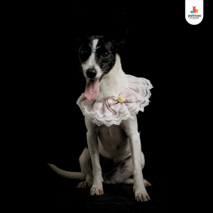 Adopta a Suki_6