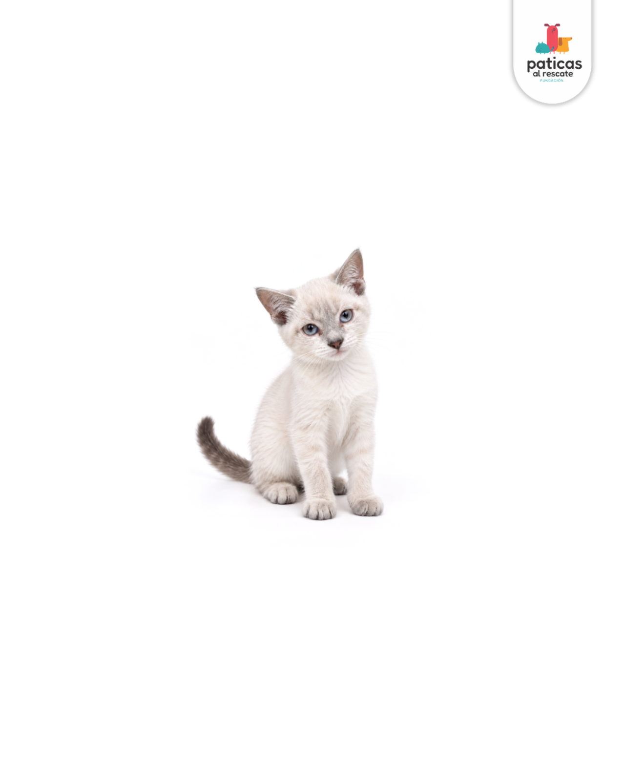 ADOPTA A CHANTILLY_4