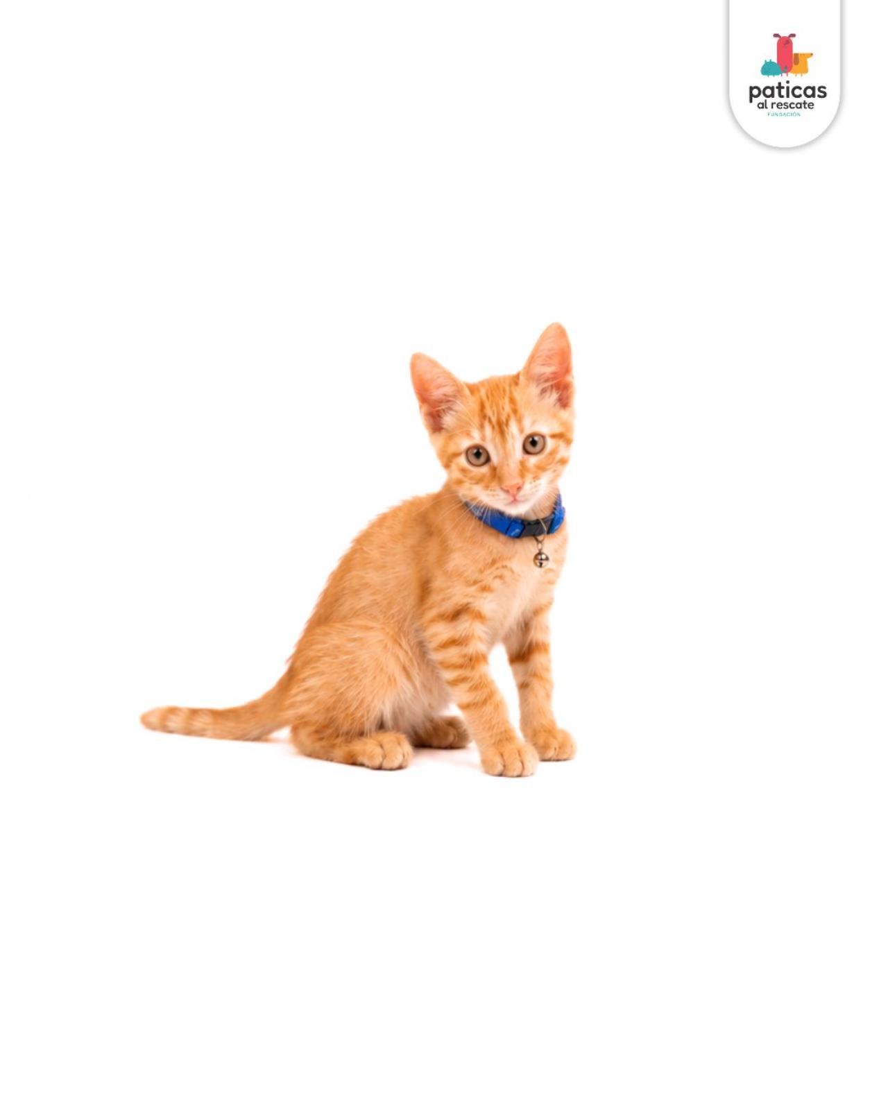 ADOPTA A OCÉANO_2
