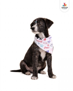 ADOPTA A PANDA_2