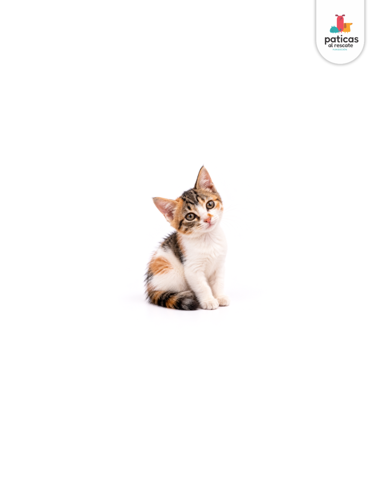ADOPTA A CRISTAL_3