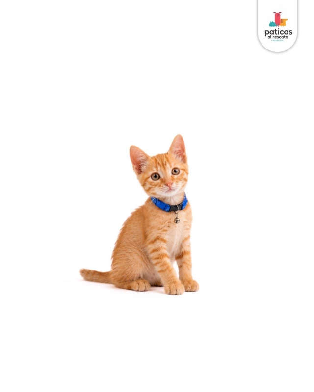 ADOPTA A OCÉANO_4