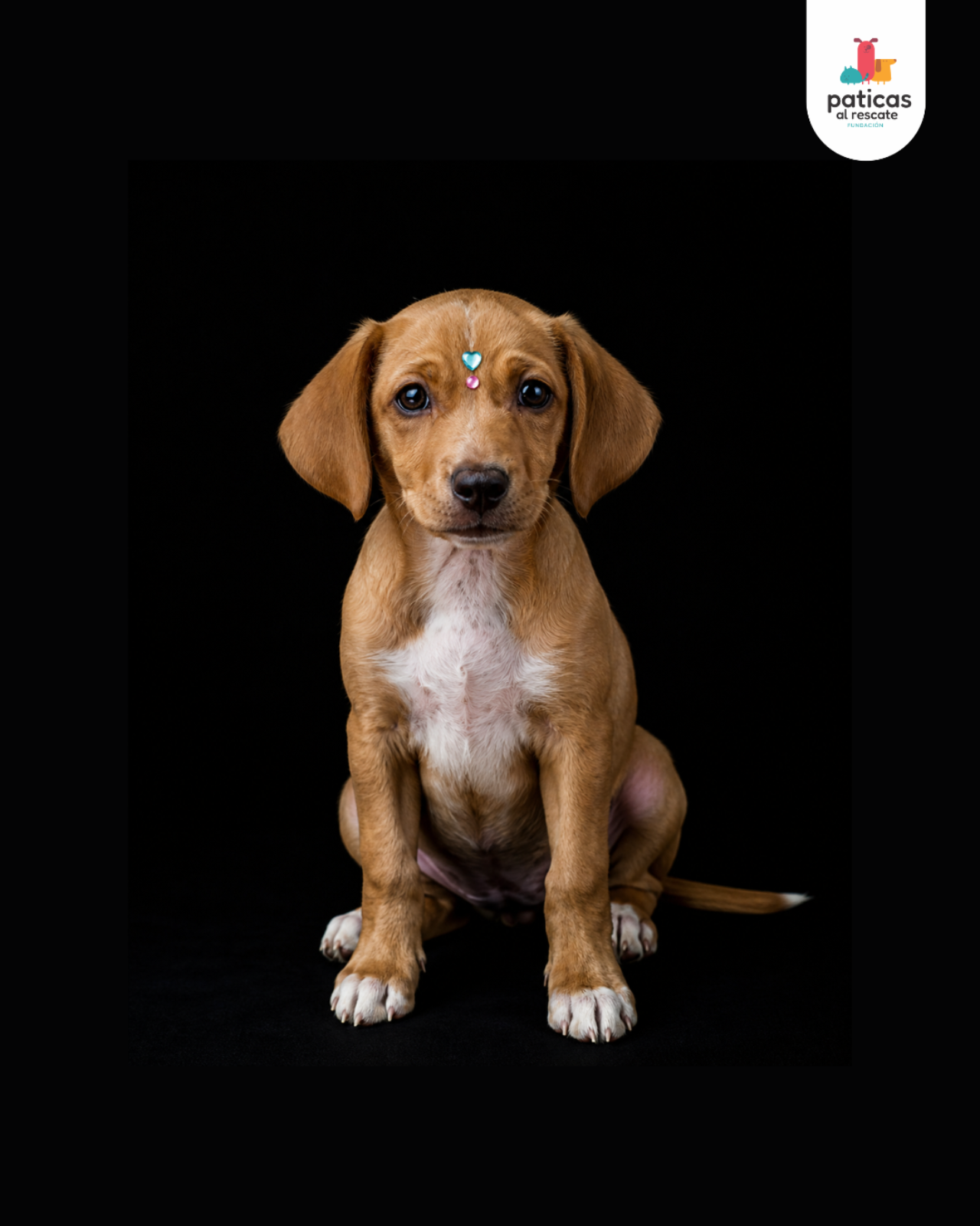 ADOPTA A AREPITA_6