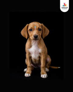 ADOPTA A AREPITA_6