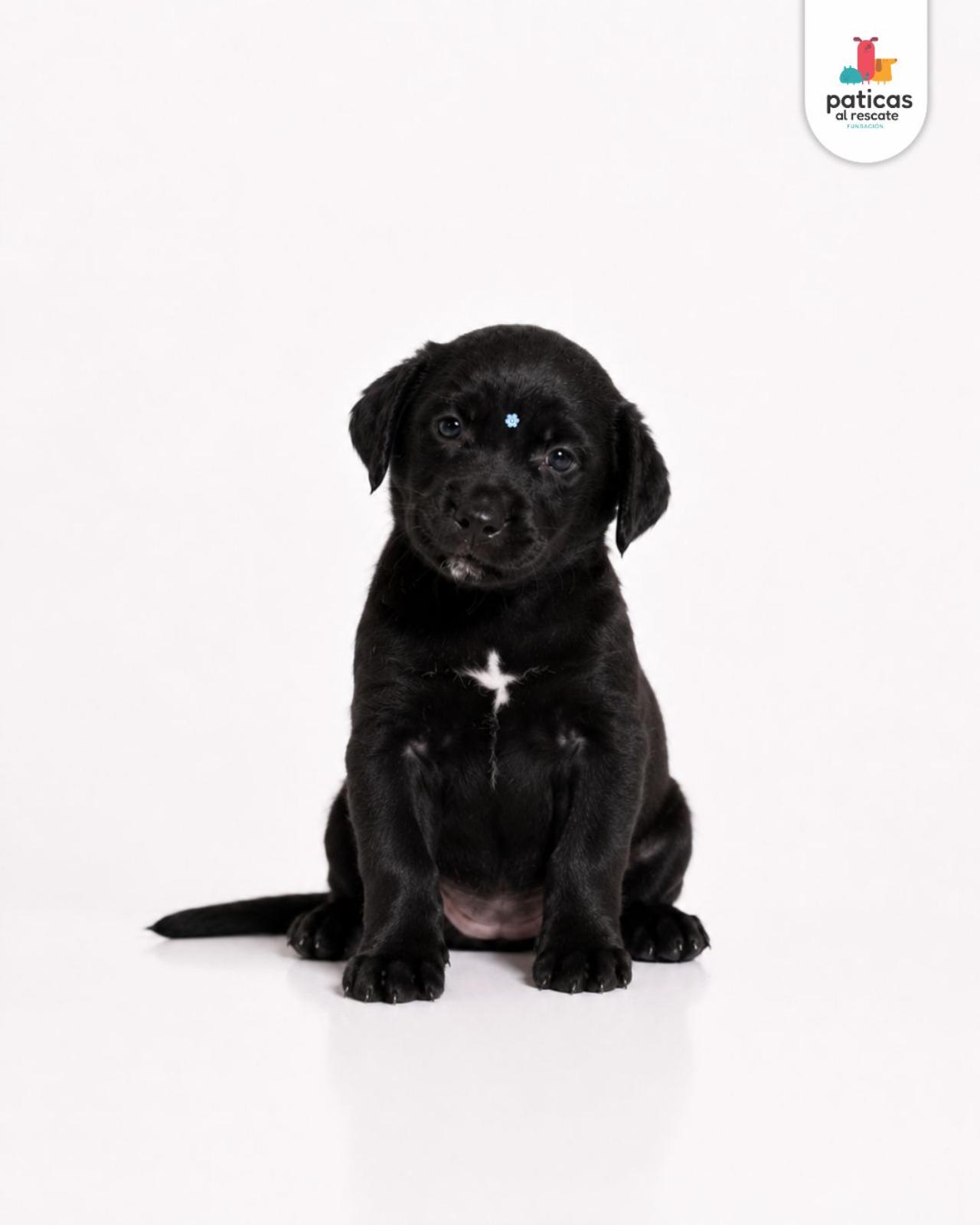 ADOPTA A LULA_4