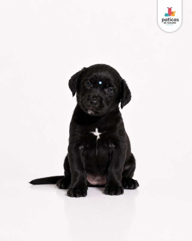 ADOPTA A LULA_4
