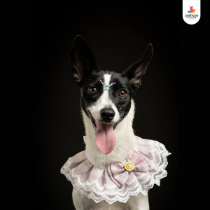 Adopta a Suki_7