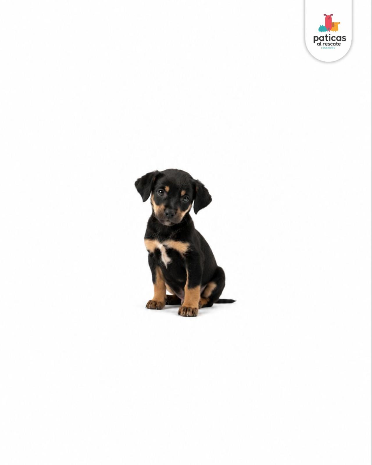 ADOPTA A ELMO_7