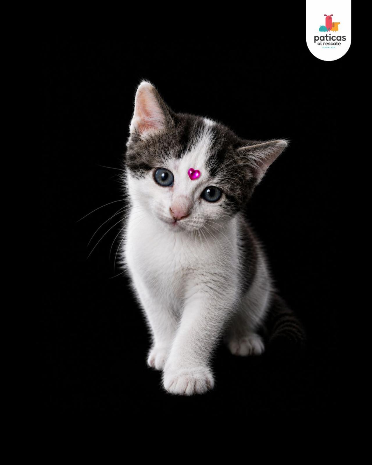ADOPTA A PARÍS_2