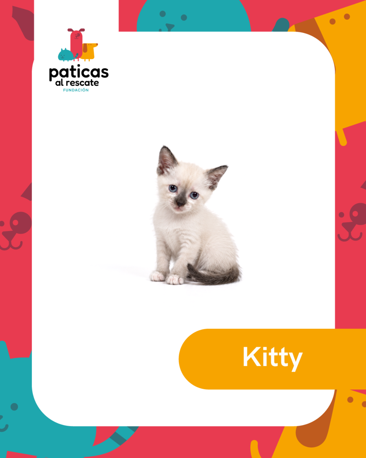 ADOPTA A KITTY_1