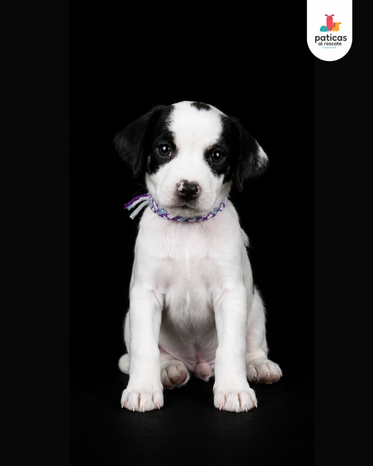 ADOPTA A ALFREDO_6