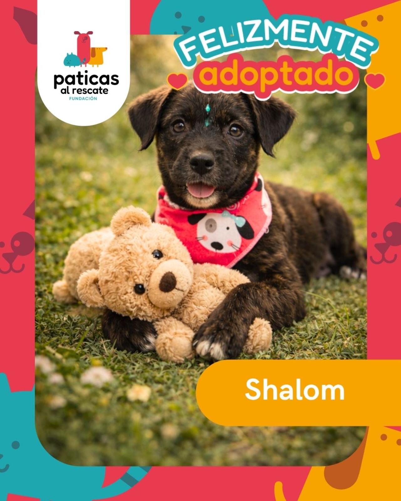 ADOPTA A SHALOM - Paticas al Rescate