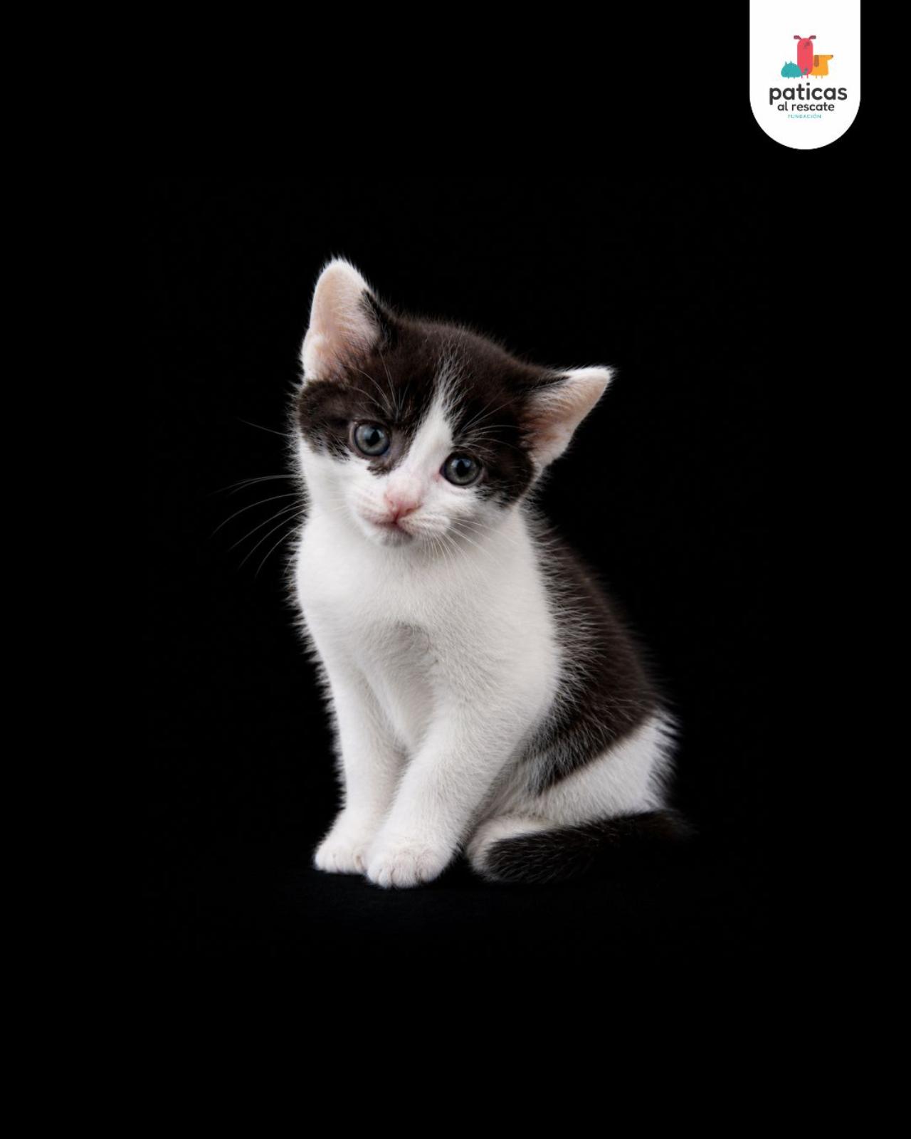 ADOPTA A GRECIA_3