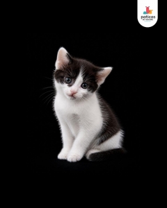 ADOPTA A GRECIA_3