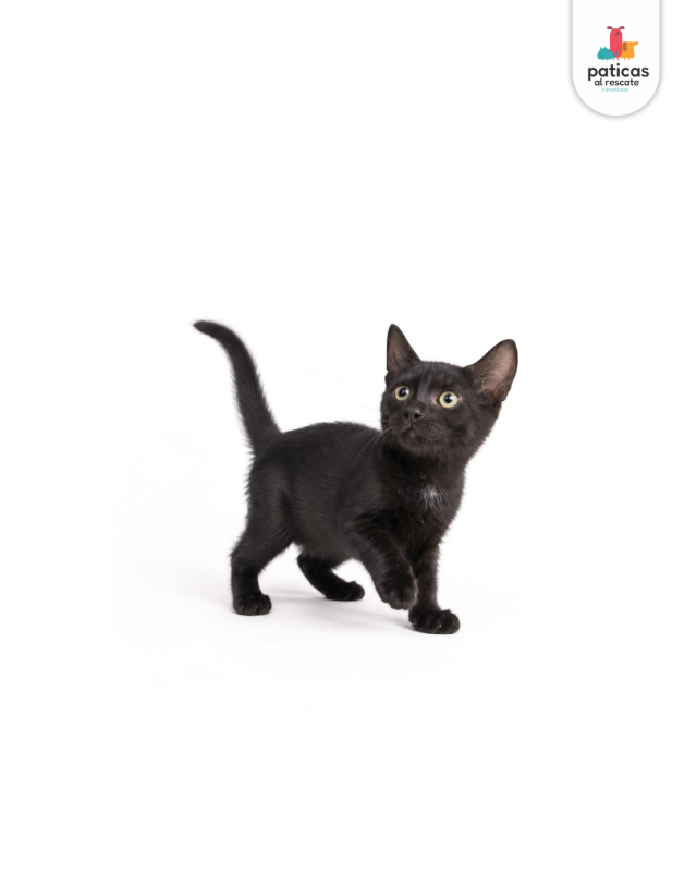 ADOPTA A SALEM_4