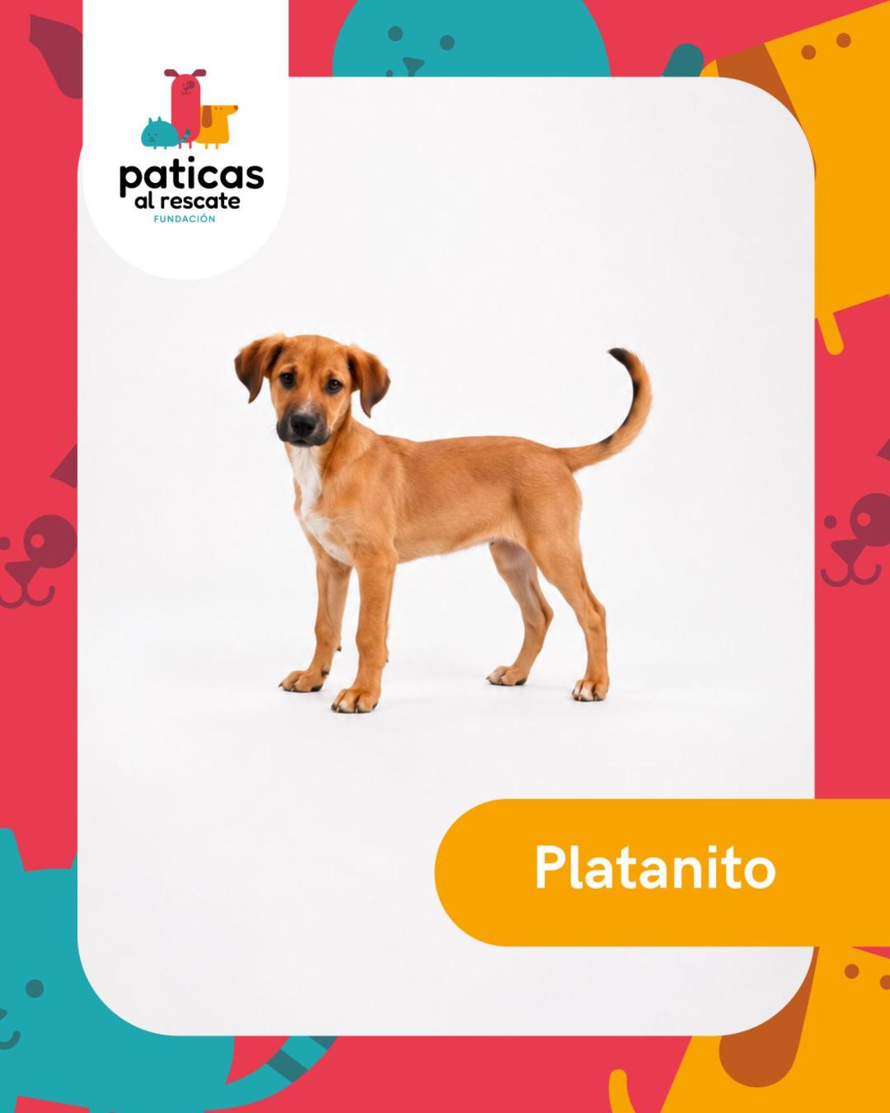 ADOPTA A PLATANITO_1