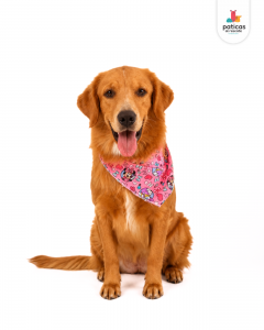 ADOPTA A SIMONA_2