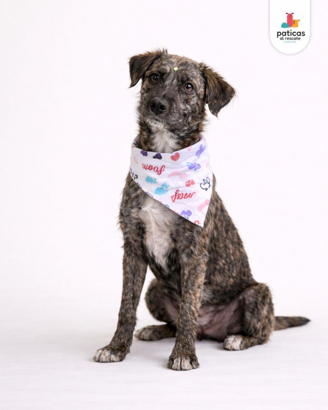 ADOPTA A PELUCHINA_7