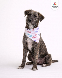 ADOPTA A PELUCHINA_7