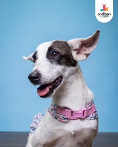 ADOPTA A VALYRIA_7