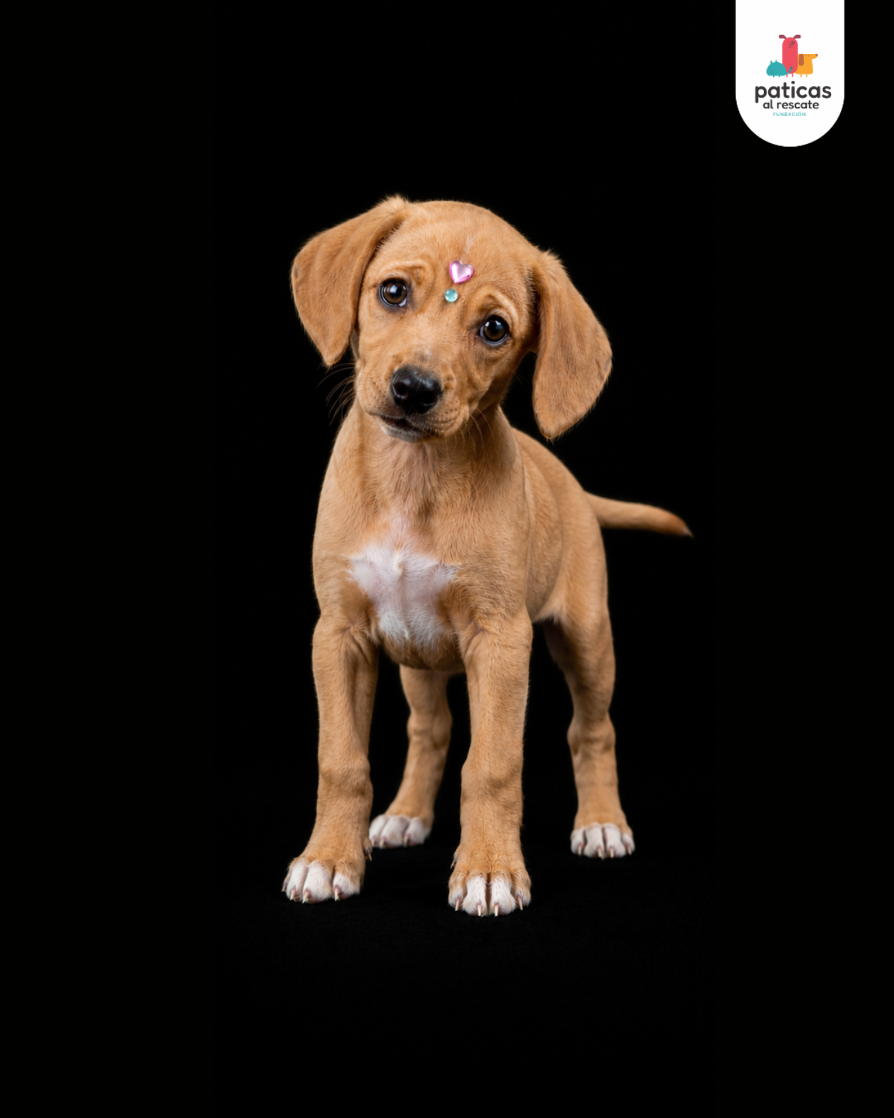 ADOPTA A EMPANADA_7