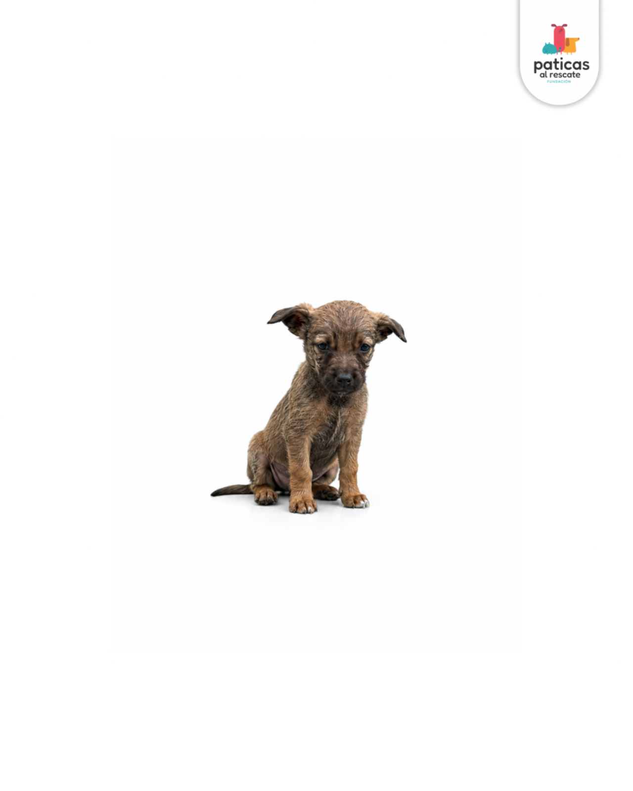 ADOPTA A CEDRITO_3