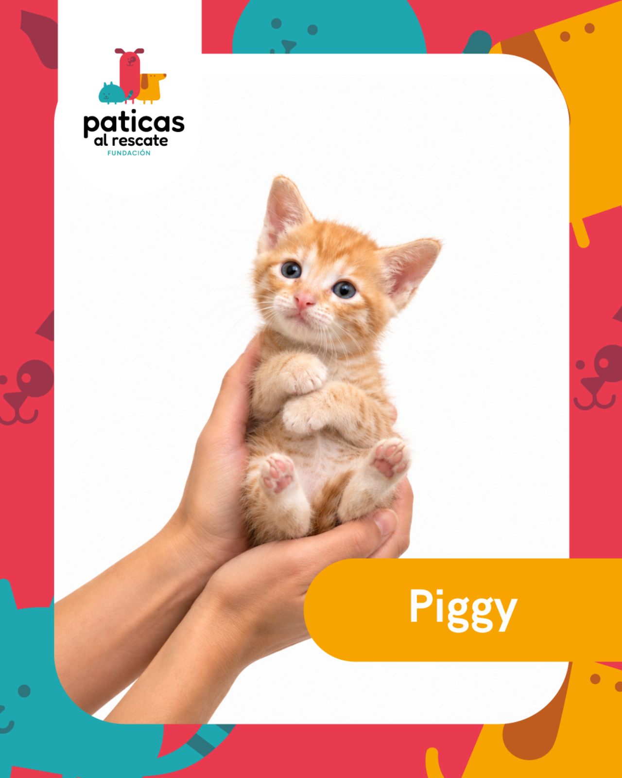 ADOPTA A PIGGY_1