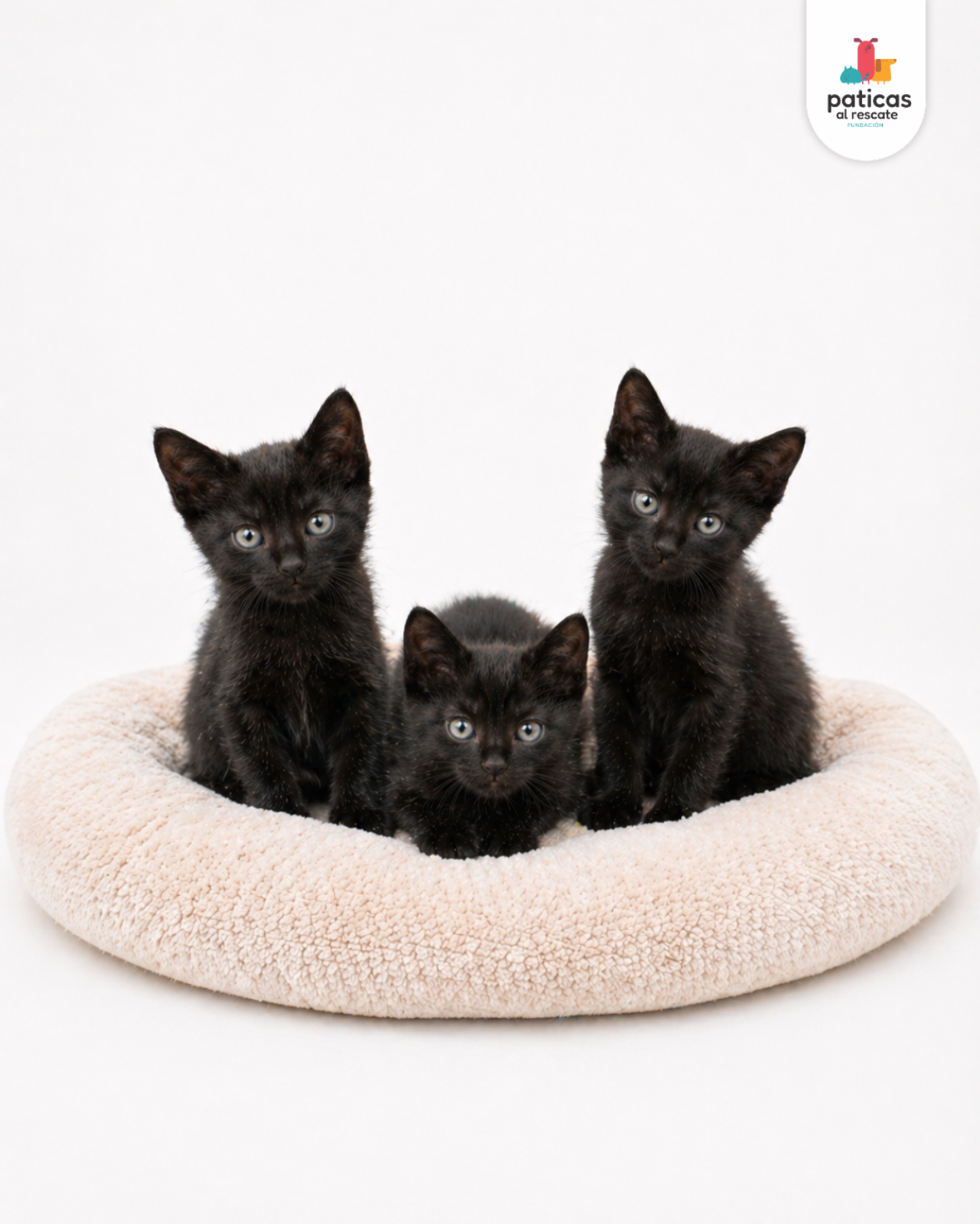 ADOPTA A LOS BOMBONCITOS_3