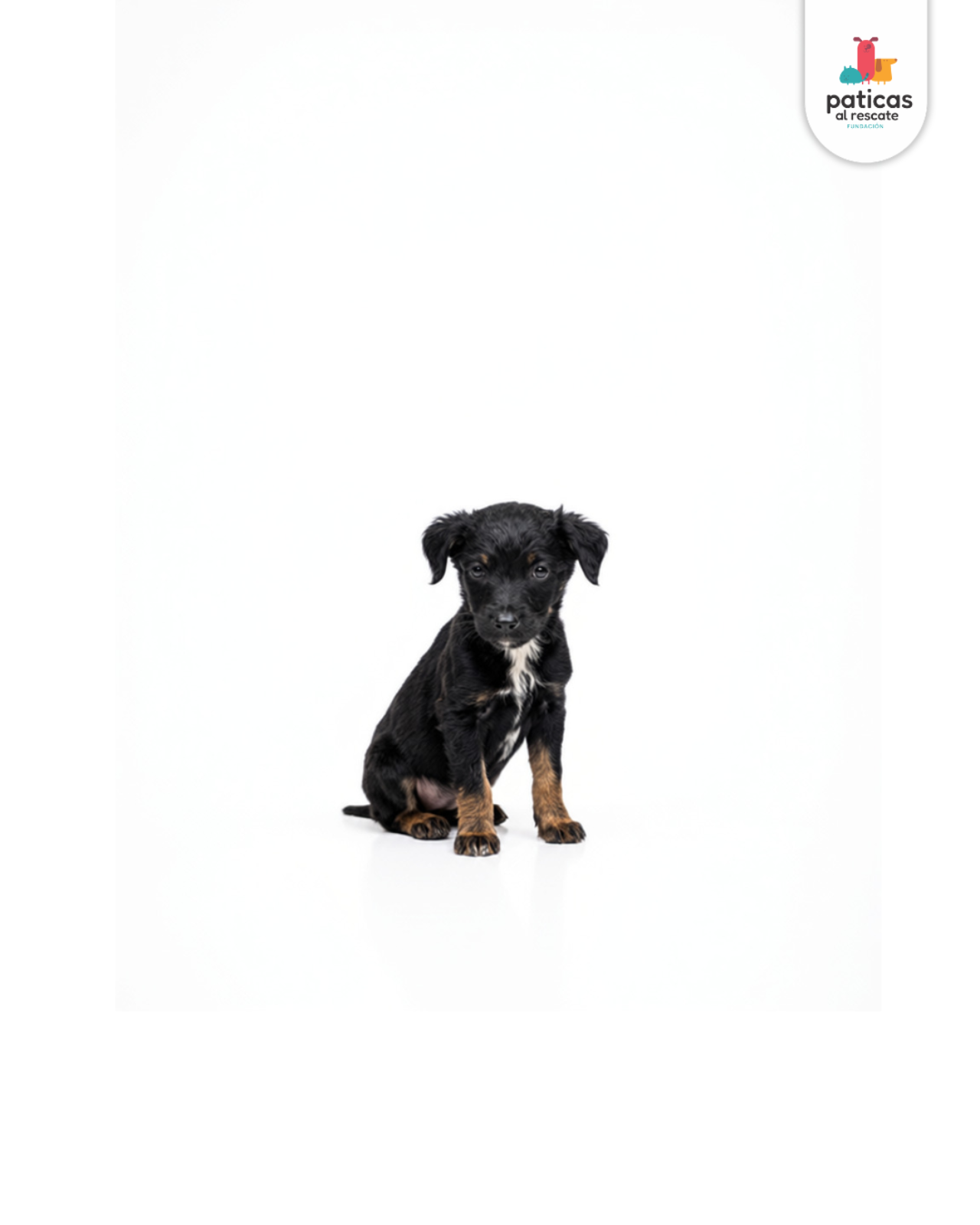 ADOPTA A BAMBÚ_2