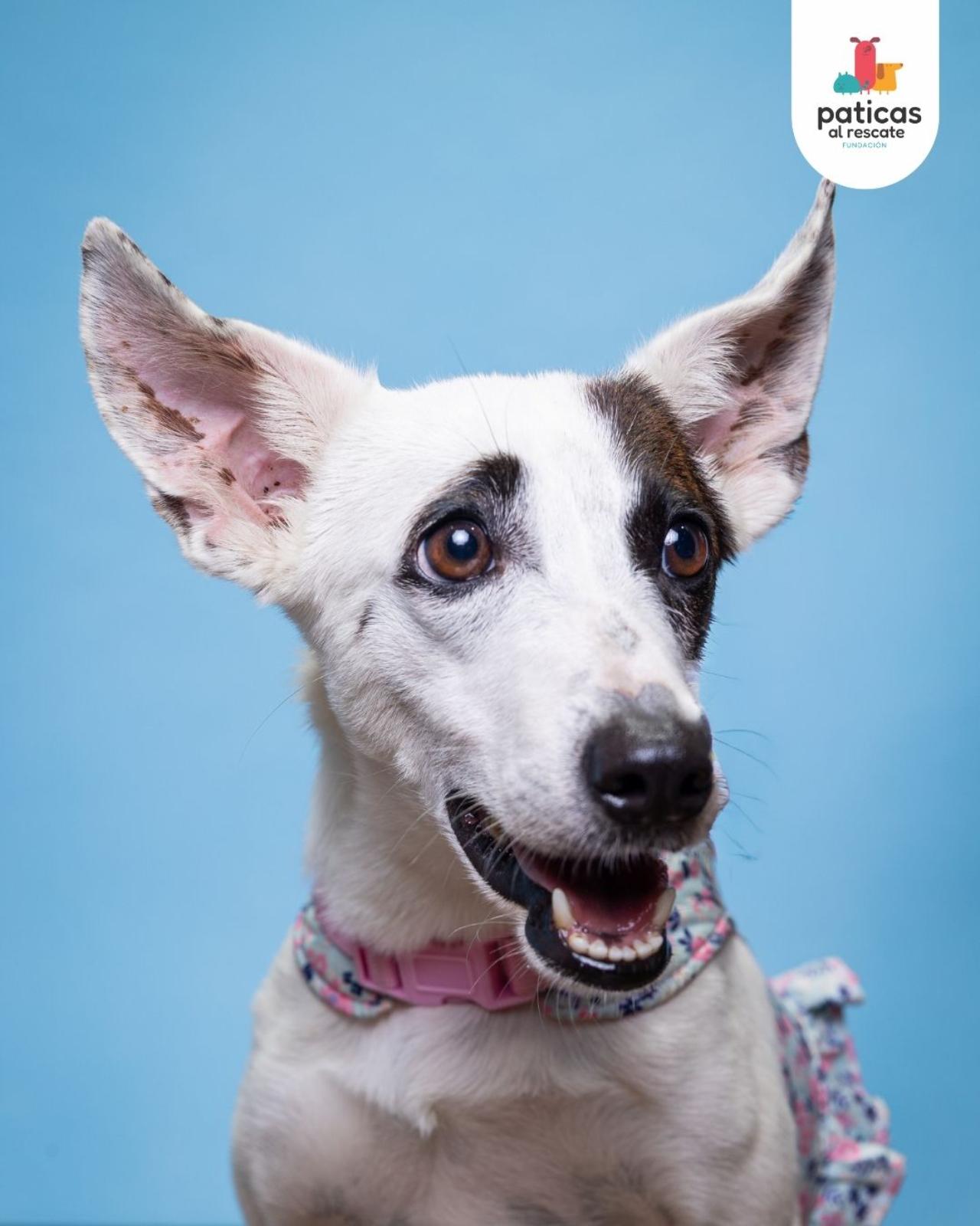 ADOPTA A VALYRIA_2