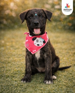 ADOPTA A SHALOM_2