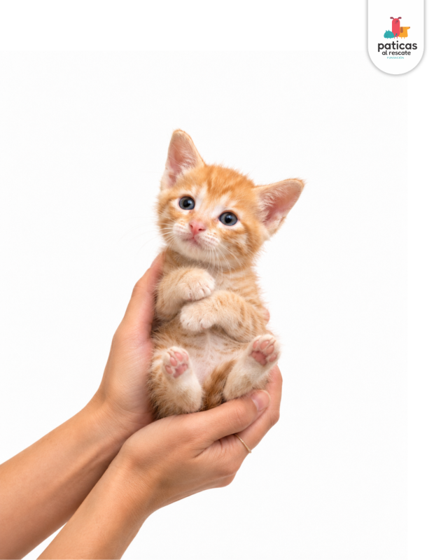 ADOPTA A PIGGY_5