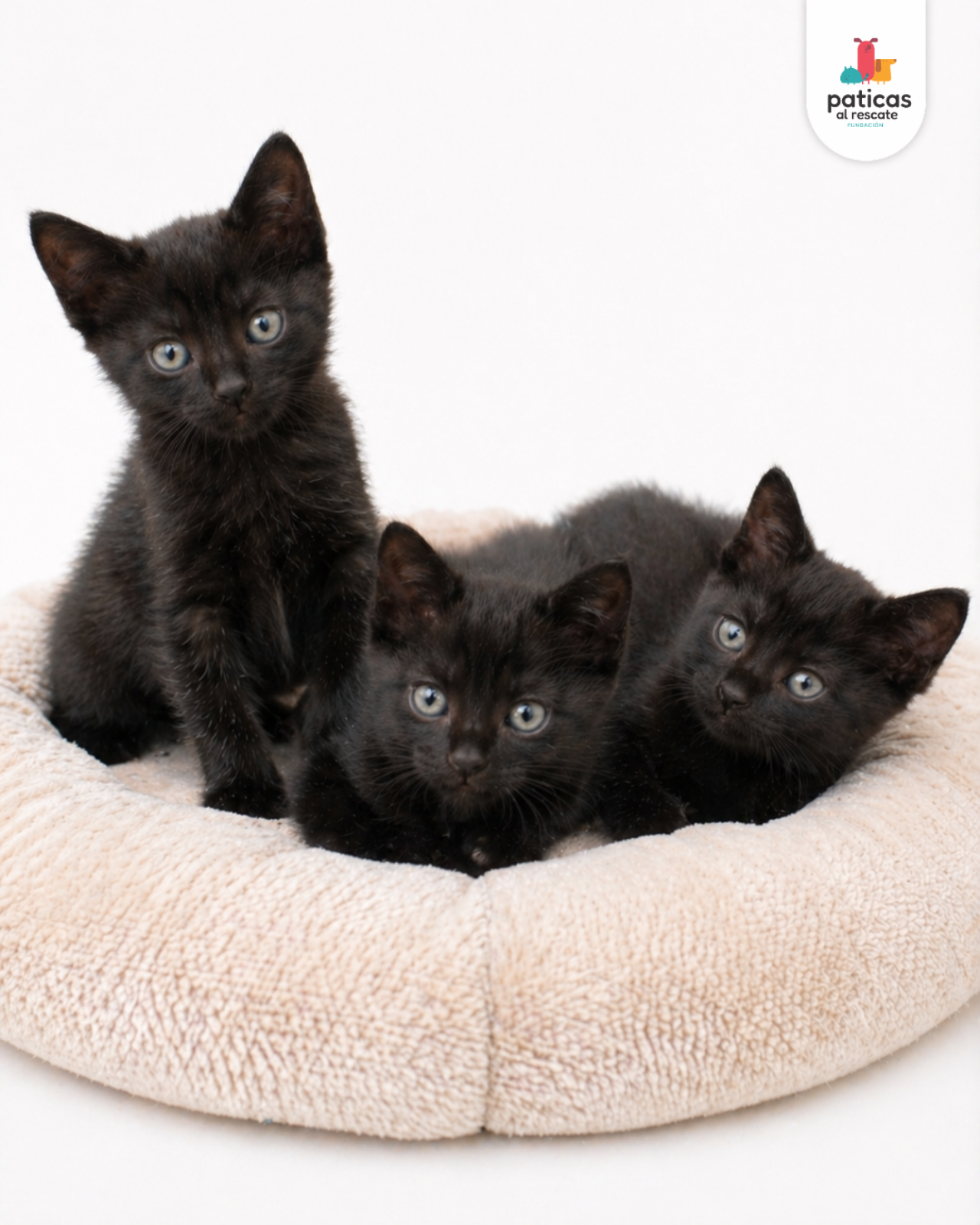 ADOPTA A LOS BOMBONCITOS_6