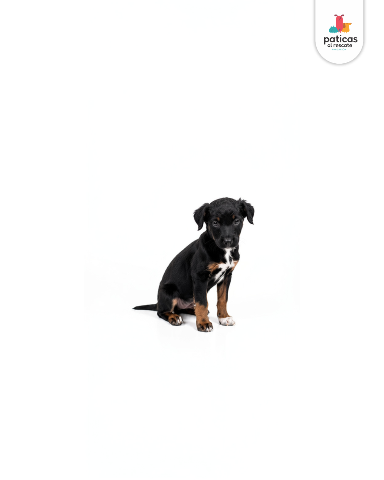 ADOPTA A BAMBÚ_5
