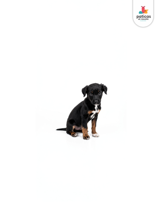ADOPTA A BAMBÚ_5