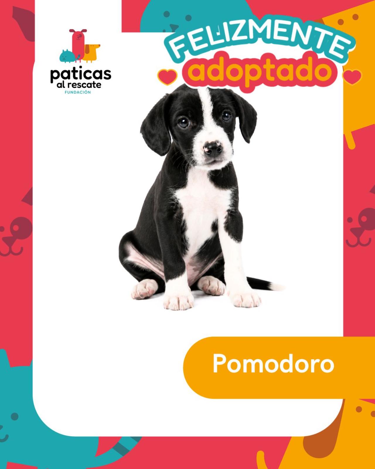 ADOPTA A POMODORO - Paticas al Rescate