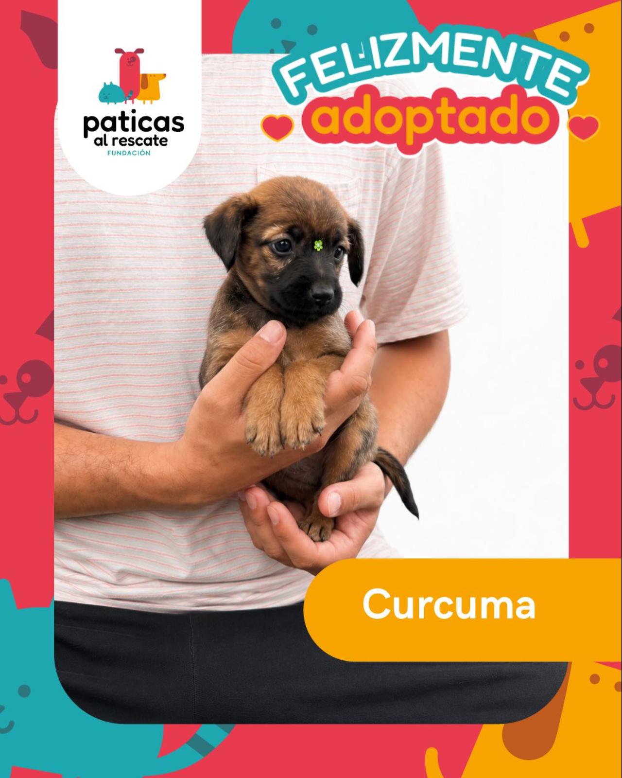 ADOPTA A CÚRCUMA_1