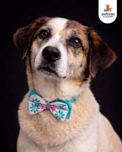 ADOPTA A LULÚ_2