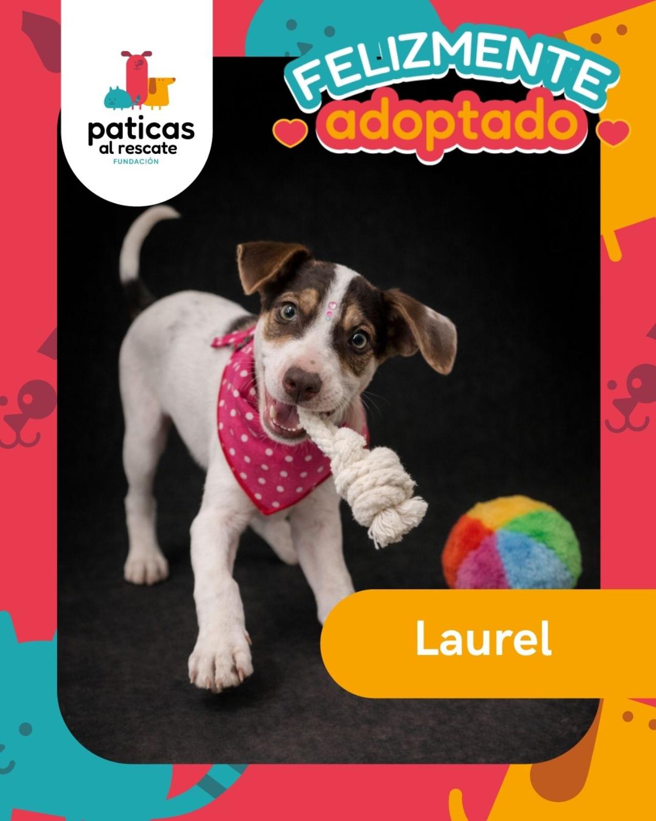 ADOPTA A LAUREL - Paticas al Rescate