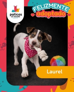 ADOPTA A LAUREL_7